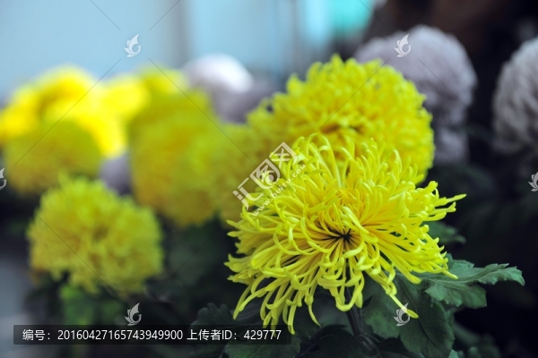 菊花