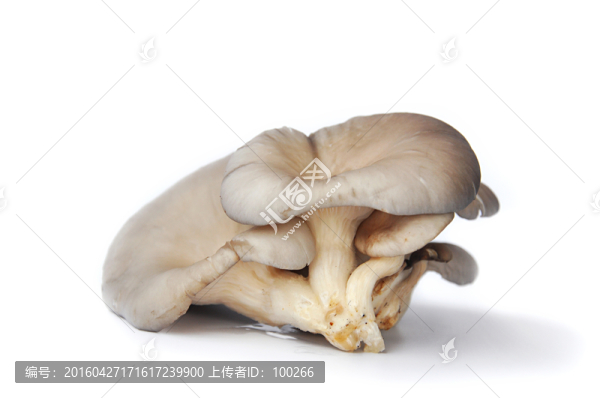 新鮮平菇