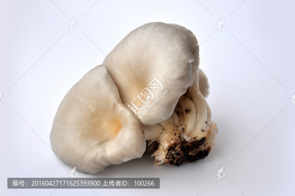 新鮮平菇