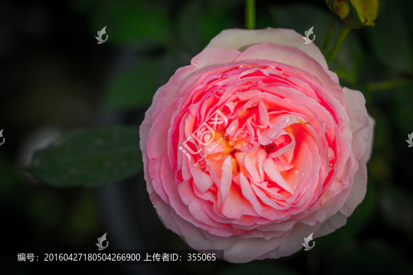 玫瑰