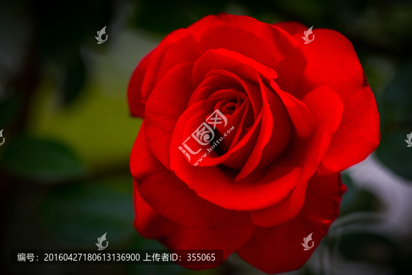 玫瑰