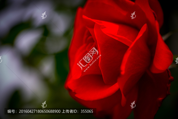 玫瑰
