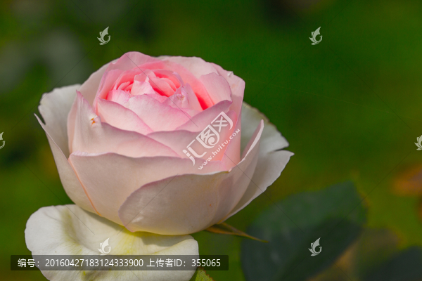 玫瑰