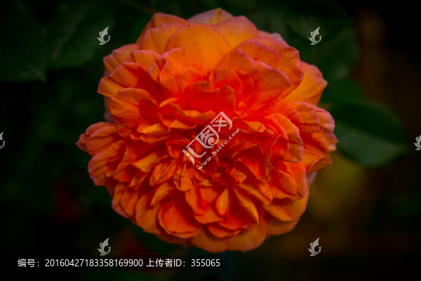 玫瑰