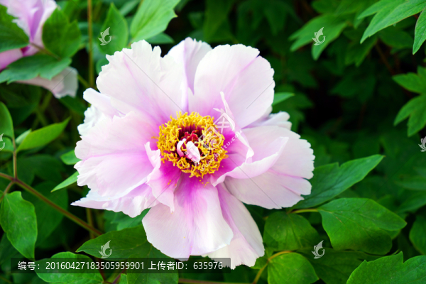 牡丹