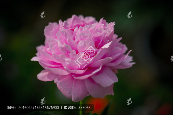 牡丹