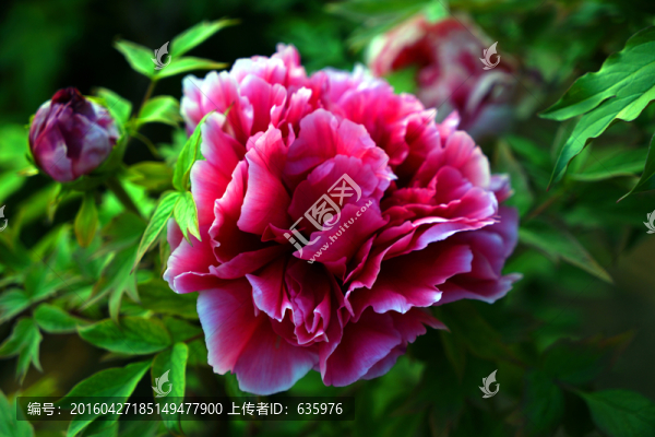 牡丹花