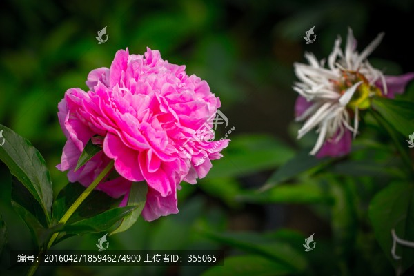 牡丹
