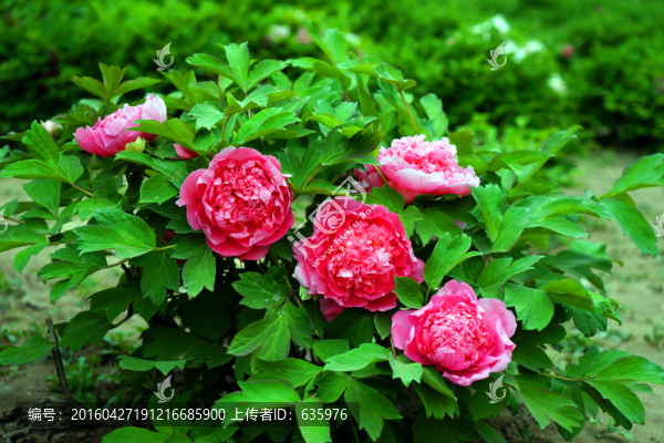 牡丹花