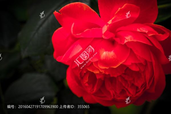 玫瑰