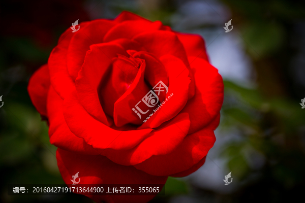 玫瑰