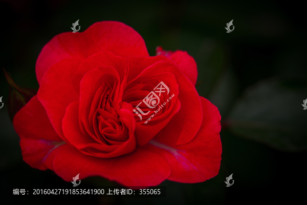 玫瑰