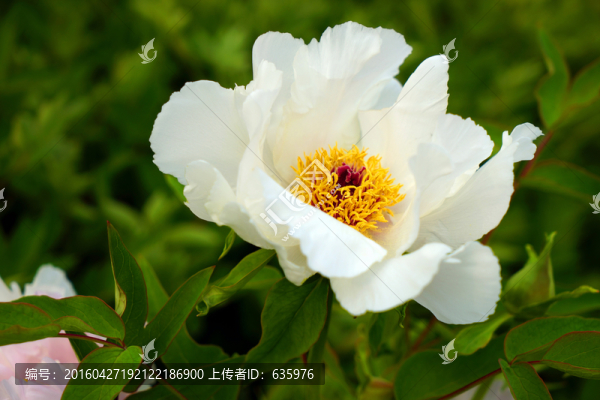 牡丹花