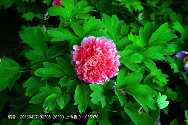 牡丹花