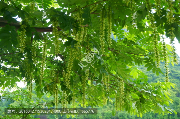 樹花