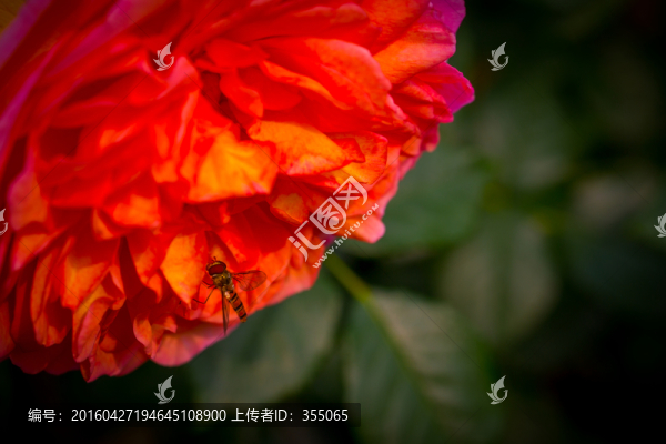 玫瑰