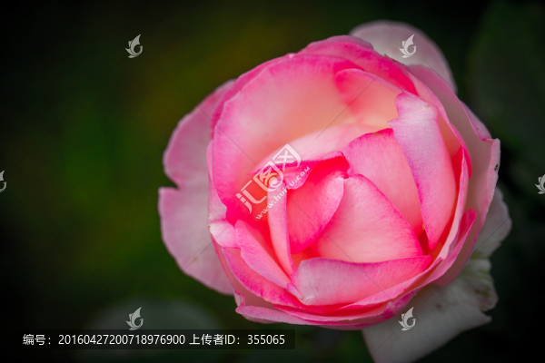 玫瑰