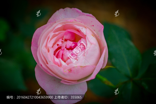 玫瑰