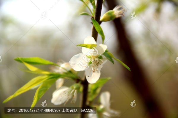 梨花