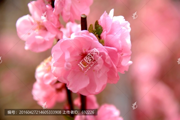 小桃紅