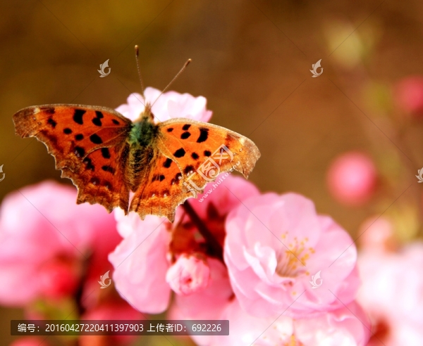 蝶戀花