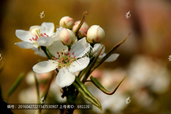 梨花