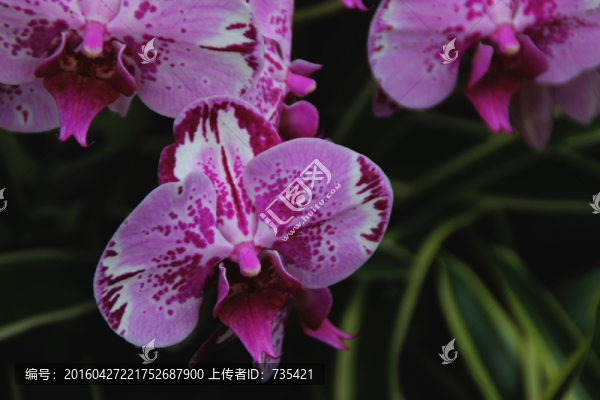 洋蘭