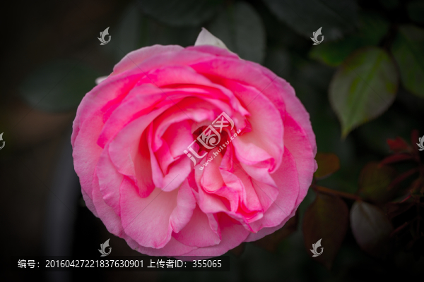 玫瑰