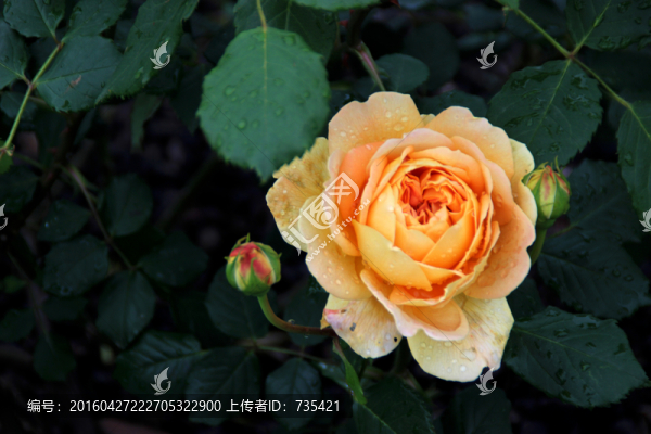 月季花