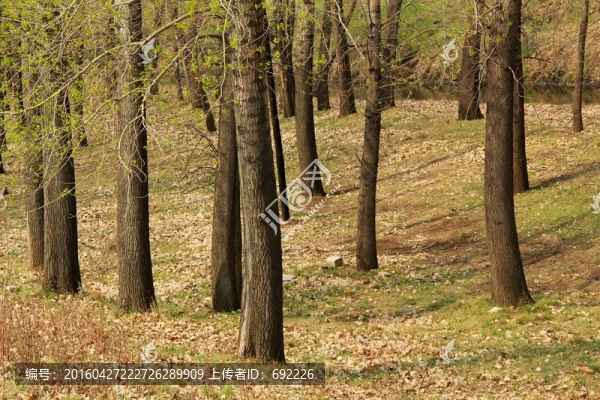 樹林