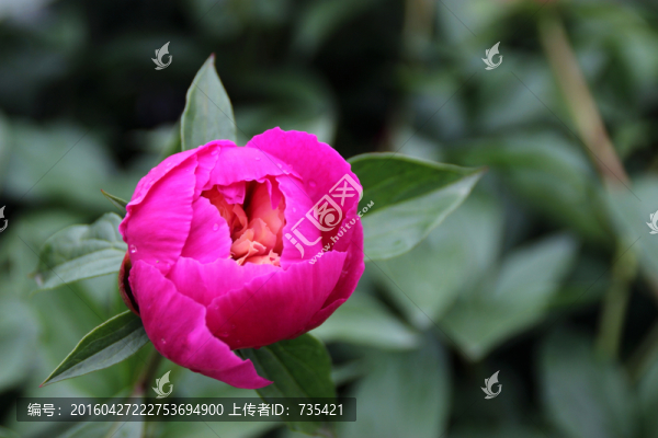 牡丹花苞