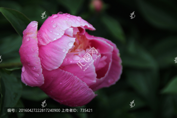 牡丹花