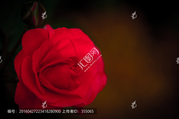 玫瑰