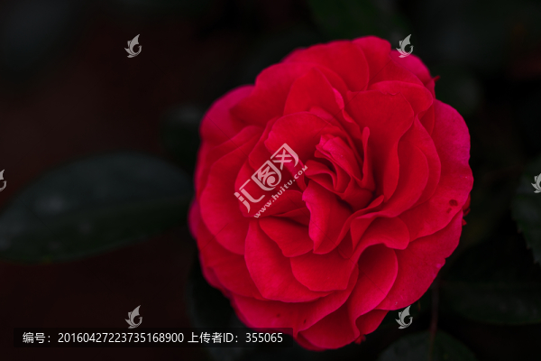 玫瑰