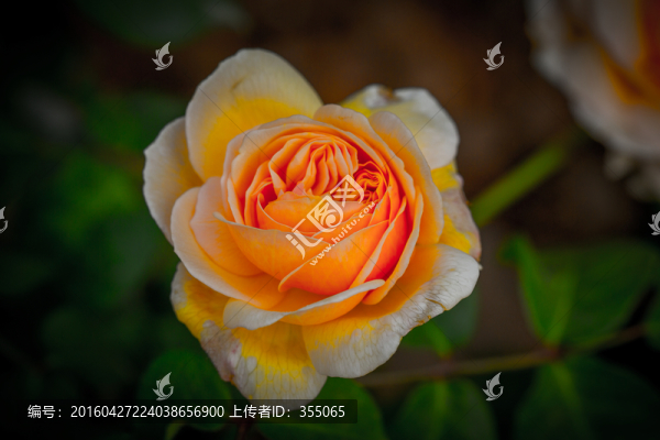 玫瑰