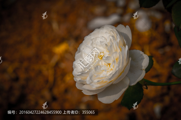 玫瑰