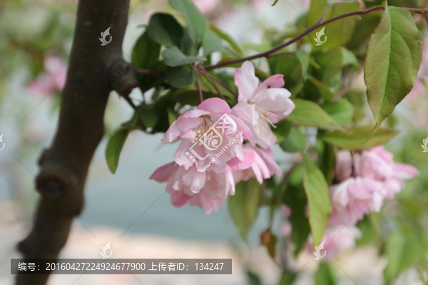 淺粉色花