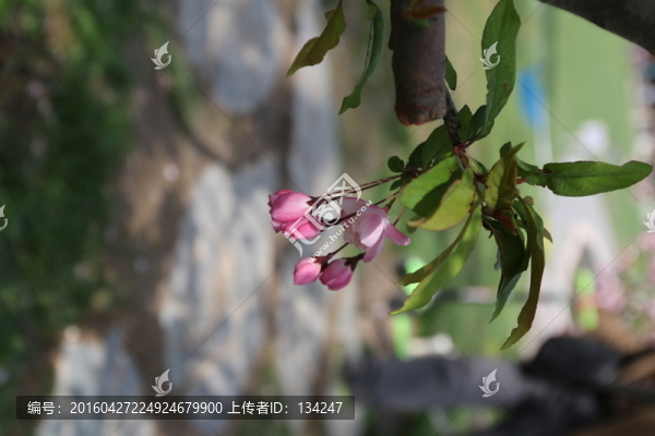 粉色小花