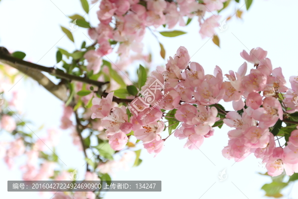 淺粉色花