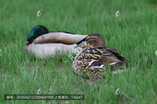 綠頭野鴨