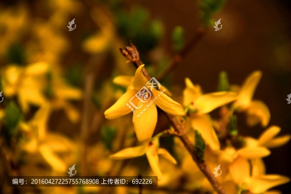 迎春花