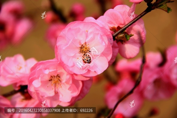 花之戀