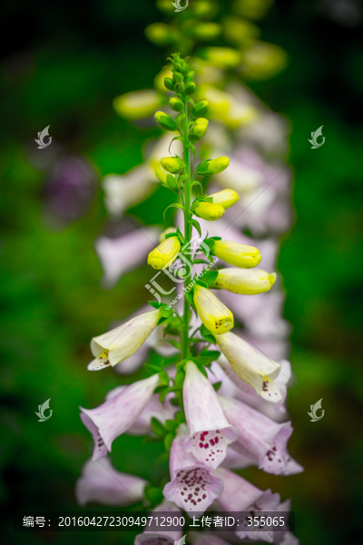 風鈴花