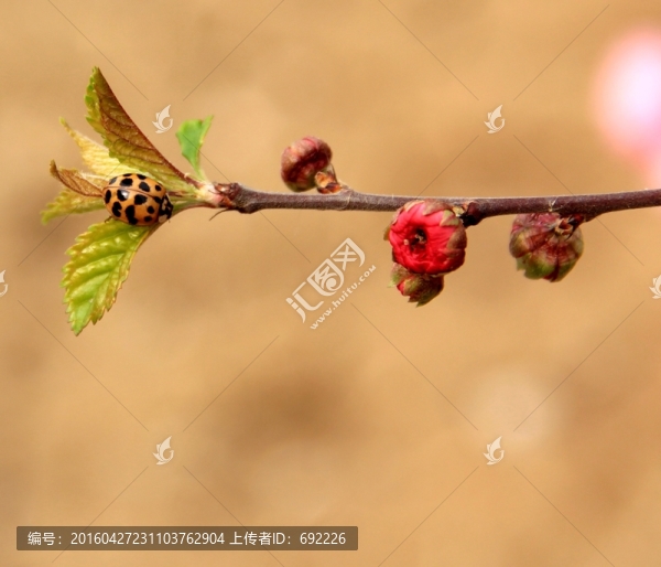 花之戀