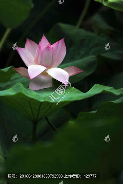 蓮花,,藕花