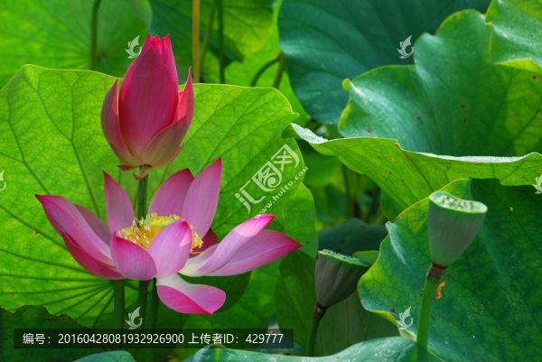 荷花,,荷花池