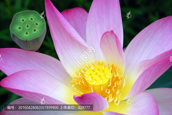荷花特寫,,藕花