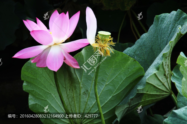 荷花,,荷花特寫,,,荷花灣