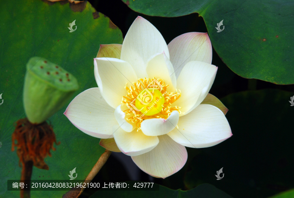 荷花