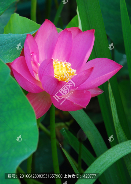 紅荷花
